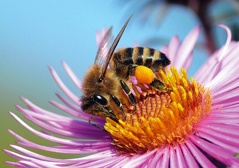Platz 9: "Biene bei der Arbeit", Caroline Walter. Bayern stellt mit rund 250.000 Völkern ein Drittel des deutschen Bienenvölkerbestands. Das wichtigste Produkt der Insekten ist dabei nicht der Honig, sondern die Bestäubung.
