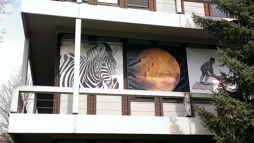 Gleich gegenüber wird's exotisch: Ein Zebra im ersten Stock der Mineralogischen Staatssammlung an der Barer Straße.