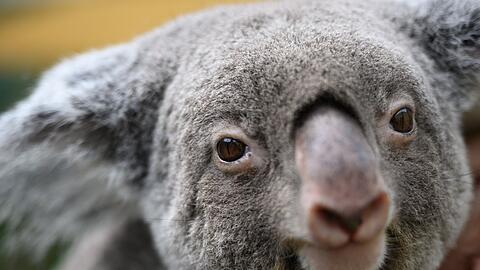 Koalas gehören zu den ikonischsten Tieren Australiens. (Archivbild)