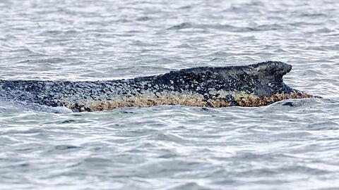 F&uuml;r den Wal scheint es keine Hoffnung mehr zu geben.