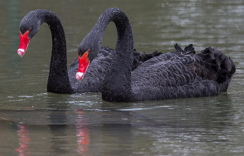 So balzt der Hellabrunn-Bewohner: Am Valentinstag bietet der Tierpark spezielle Führungen zum Liebesleben der Tiere an.