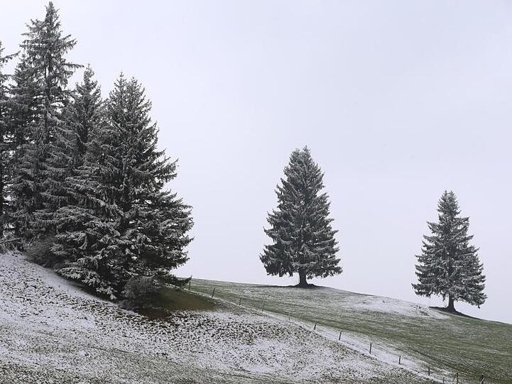 Leicht mit Schnee bedeckt sind Bäume im Allgäuer Alpenvorland. Foto: Karl-Josef Hildenbrand/Archiv