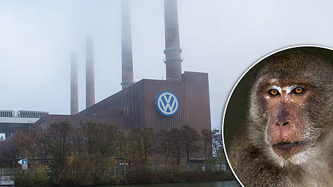 Kommt nicht aus den Schlagzeilen: der VW-Konzern. Kleines Bild: ein Javaneraffe, wie sie bei den Versuchen verwendet wurden.