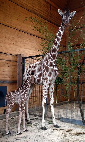 Familienzuwachs bei den Giraffen im Tierpark Hellabrunn: Mitte März brachte Mama Kabonga einen gesunden kleinen Giraffenbullen zur Welt. Einen Namen hat der Bub zwar noch nicht - aber ist jetzt schon ein kleiner Star.
