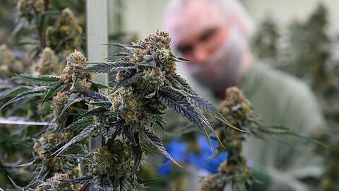 Seit 2017 kann medizinisches Cannabis in Deutschland legal verschrieben werden. (Symbolbild)