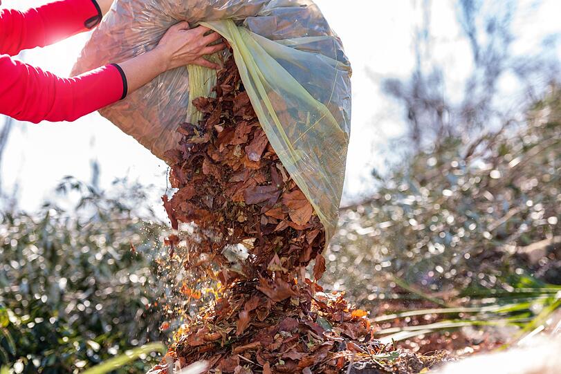 Sobald die Bäume im Herbst ihr buntes Kleid fallen lassen, türmt sich das Laub in Gärten und Einfahrten. Es stellt sich alljährlich die Frage: wohin mit den Blättermassen? Einfach liegen lassen, in den Kompost geben oder eintüten und zum Wertstoffhof fahren? Damit es nicht zu Ärger mit den Nachbarn oder unnötiger Mehrarbeit kommt, sollten Sie die Entsorgungs- und Verwertungsmöglichkeiten kennen. Sobald die Bäume im Herbst ihr buntes Kleid fallen lassen, türmt sich das Laub in Gärten und Einfahrten. Es stellt sich alljährlich die Frage: wohin mit den Blättermassen? Einfach liegen lassen, in den Kompost geben oder eintüten und zum Wertstoffhof fahren? Damit es nicht zu Ärger mit den Nachbarn oder unnötiger Mehrarbeit kommt, sollten Sie die Entsorgungs- und Verwertungsmöglichkeiten kennen.
