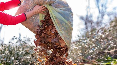 Sobald die B&auml;ume im Herbst ihr buntes Kleid fallen lassen, t&uuml;rmt sich das Laub in G&auml;rten und Einfahrten. Es stellt sich allj&auml;hrlich die Frage: wohin mit den Bl&auml;ttermassen? Einfach liegen lassen, in den Kompost geben oder eint&uuml;ten und zum Wertstoffhof fahren? Damit es nicht zu &Auml;rger mit den Nachbarn oder unn&ouml;tiger Mehrarbeit kommt, sollten Sie die Entsorgungs- und Verwertungsm&ouml;glichkeiten kennen.