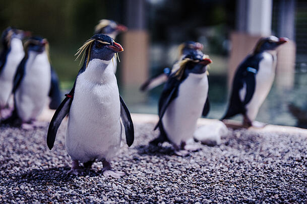 Die Felsenpinguine kennen München schon und waren in der Zwischenzeit in Dänemark.