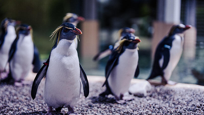 Die Felsenpinguine kennen München schon und waren in der Zwischenzeit in Dänemark.