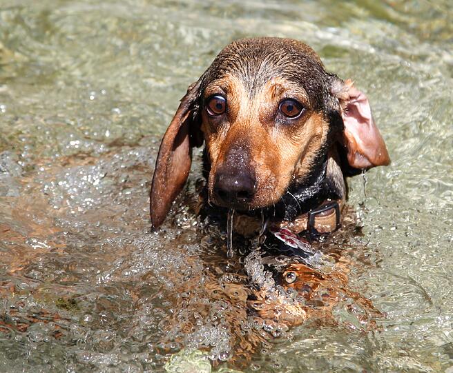 Es gehört für einen Münchner schon zum guten Ton, einmal mit einem Hund im E-Garten Gassi gewesen zu sein. Der Dackelverein München feierte heuer in Riem seine erste "Dackelparty". Es gehört für einen Münchner schon zum guten Ton, einmal mit einem Hund im E-Garten Gassi gewesen zu sein. Der Dackelverein München feierte heuer in Riem seine erste "Dackelparty".