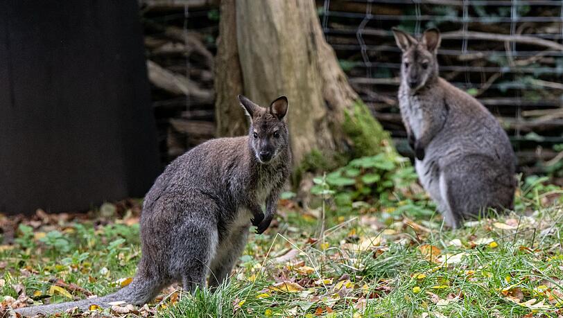K&auml;ngurus sind beliebte Tiere. (Archivbild)