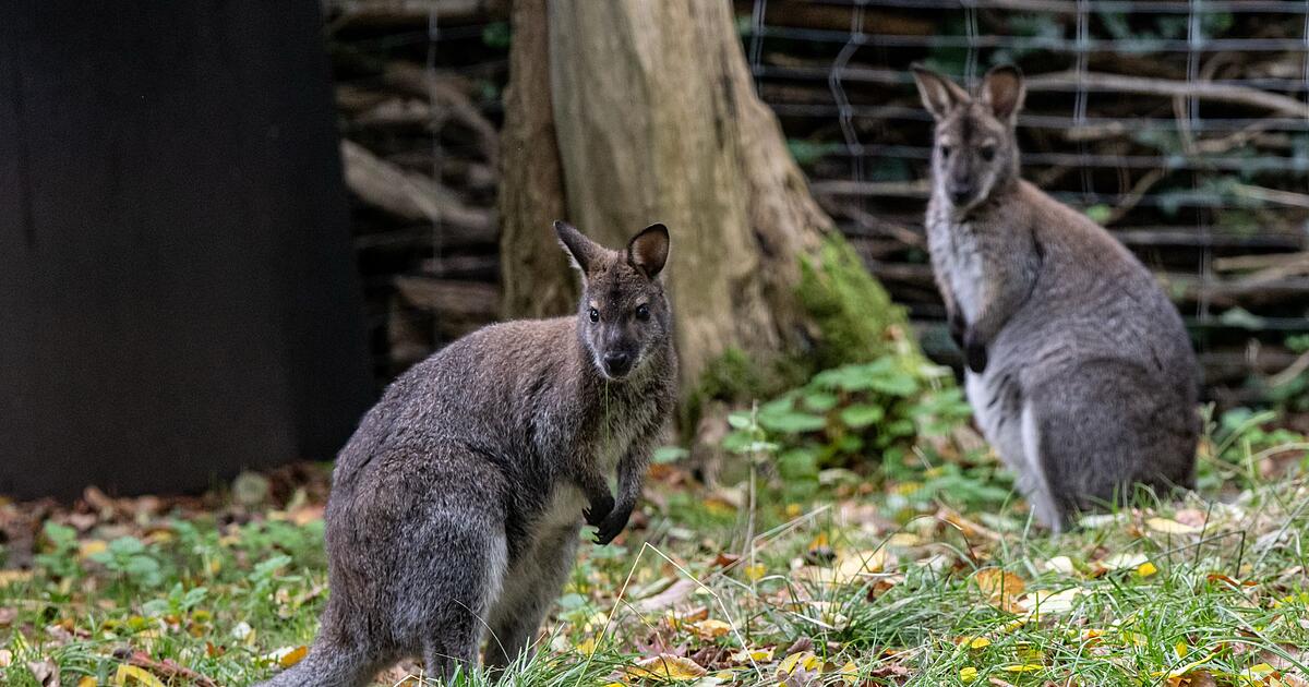 K-ngurufleisch-in-Uni-Mensa-kommt-nicht-bei-allen-gut-an