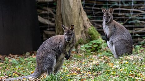 K&auml;ngurus sind beliebte Tiere. (Archivbild)