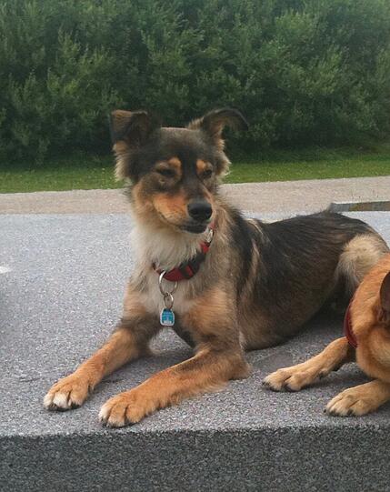 Maja