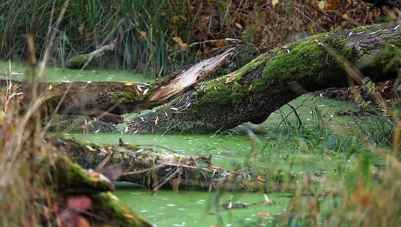 Giftgrüne Wasserlinsen bedecken ein stehendes Gewässer.