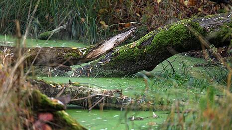 Giftgrüne Wasserlinsen bedecken ein stehendes Gewässer.