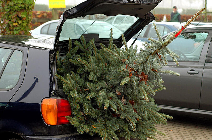Nicht sachgemäß transportierter Weihnachtsbaum (Symbolbild).