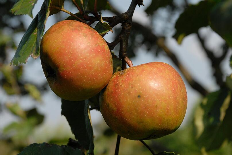 Äpfel &ndash; ein frischer und gesunder Genuss und schön anzusehen.