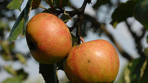 Äpfel &ndash; ein frischer und gesunder Genuss und schön anzusehen.