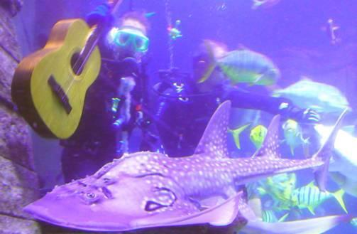 Rock am Riff: Der Bogenmaul-Gitarrenhai im Sea Life München.