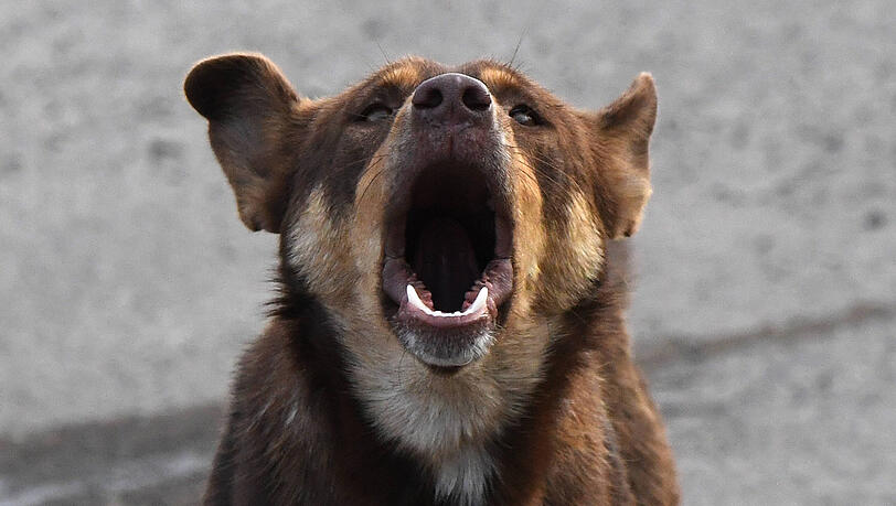 In Pasing hat ein Hund einen Vierjährigen attackiert und ins Gesicht gebissen. (Symbolbild)