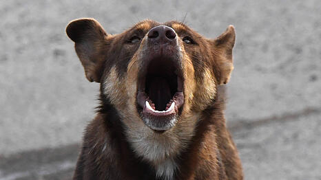 In Pasing hat ein Hund einen Vierjährigen attackiert und ins Gesicht gebissen. (Symbolbild)