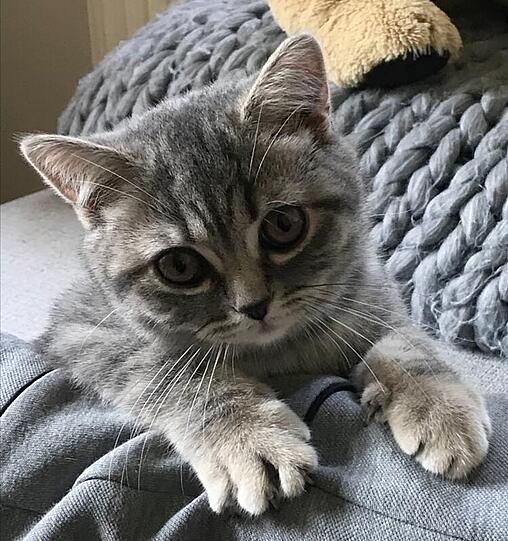 Lotti
