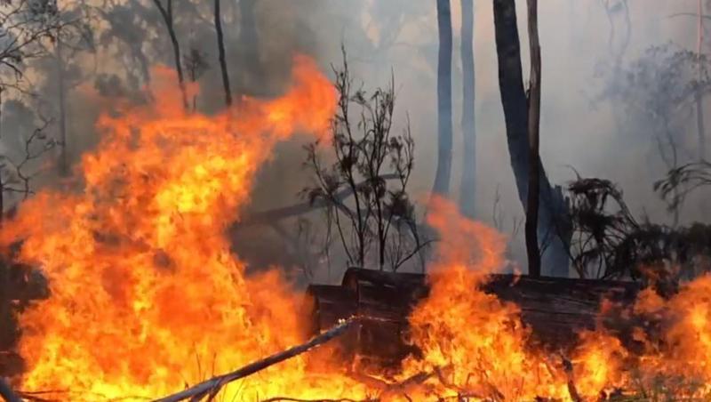 Schon seit Oktober wüten die Buschbrände in Australien, doch nun hat sich die Lage zugespitzt: Allein in New South Wales ist mittlerweile eine Fläche der Größe Belgiens abgebrannt. Schon seit Oktober wüten die Buschbrände in Australien, doch nun hat sich die Lage zugespitzt: Allein in New South Wales ist mittlerweile eine Fläche der Größe Belgiens abgebrannt.
