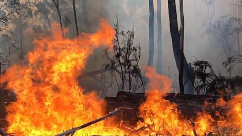 Schon seit Oktober wüten die Buschbrände in Australien, doch nun hat sich die Lage zugespitzt: Allein in New South Wales ist mittlerweile eine Fläche der Größe Belgiens abgebrannt.