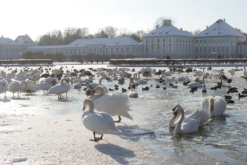 Bockhart gefroren und wundervoll weiß: Nymphenburg 2005.