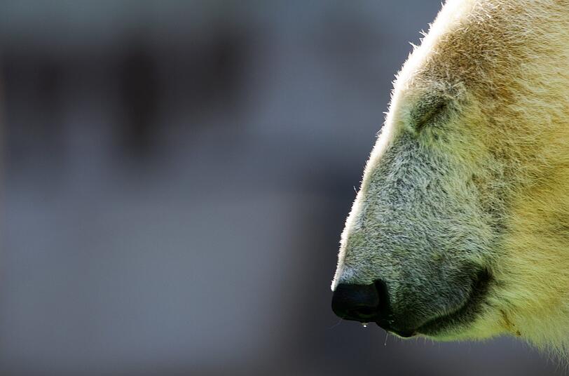 Den Eisbären macht die Hitze natürlich zu schaffen! Bilder aus dem Tierpark Hellabrunn!