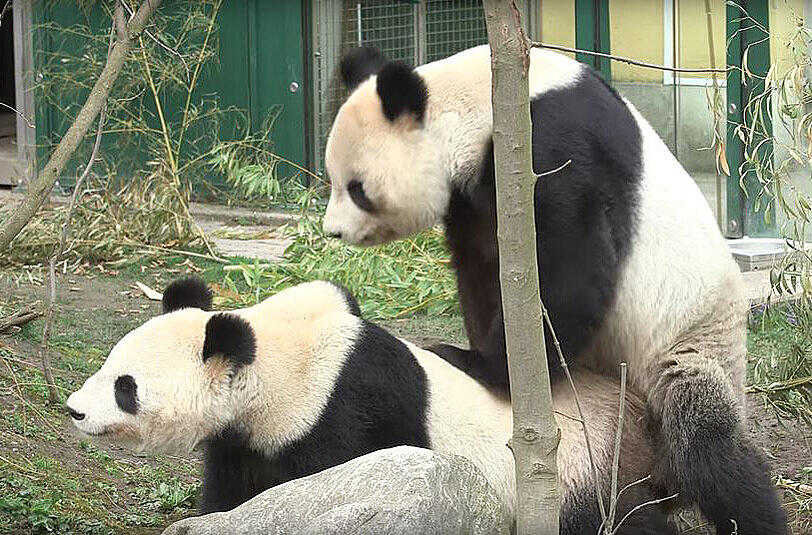 Das Panda-Pärchen Yang Yang und Long Hui in Aktion.