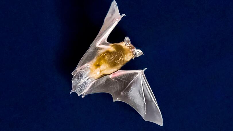 Die sinkende Zahl an Insekten macht Bayerns Fledermäusen zu schaffen. Die sinkende Zahl an Insekten macht Bayerns Fledermäusen zu schaffen.