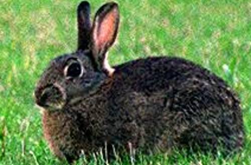 Starb der Hase beim Zusammenprall oder schon zuvor? Die Polizei wird das wohl nicht mehr ermitteln.