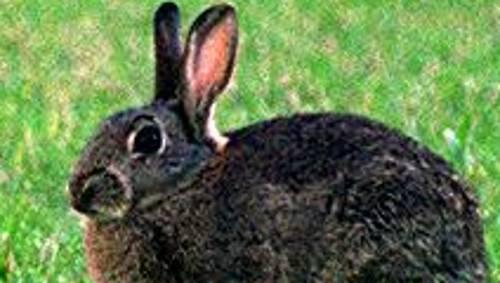 Starb der Hase beim Zusammenprall oder schon zuvor? Die Polizei wird das wohl nicht mehr ermitteln.