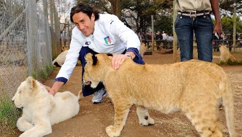 Luca, der Löwenbändiger. Italiens Nationalstürmer Toni, der Bayern-Angreifer, beim Besuch des Lyon Park im südafrikanischen Lanseria. Luca, der Löwenbändiger. Italiens Nationalstürmer Toni, der Bayern-Angreifer, beim Besuch des Lyon Park im südafrikanischen Lanseria.