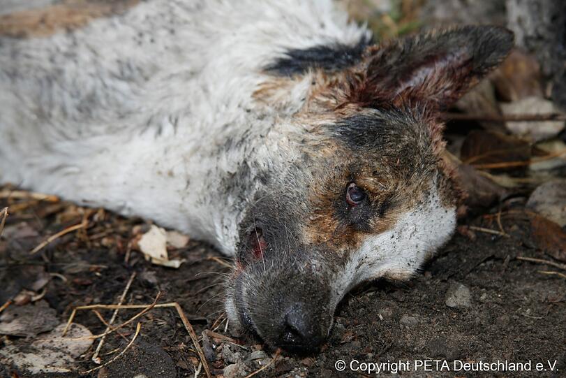 Nach internationalen Protesten von Tierschützern hat die Regierung in Kiew jetzt reagiert: Sie fordert die Bürgermeister des Landes auf, Tierheime für die herrenlosen Hunde einzurichten.