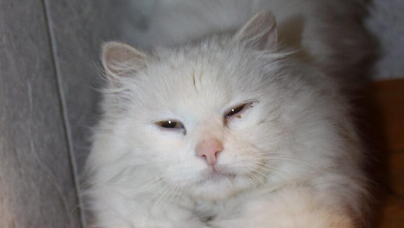 Micki fühlt sich wohl im Tierheim. Wegen seinem schlechten Zustand muss er dort noch einige Wochen bleiben. Micki fühlt sich wohl im Tierheim. Wegen seinem schlechten Zustand muss er dort noch einige Wochen bleiben.