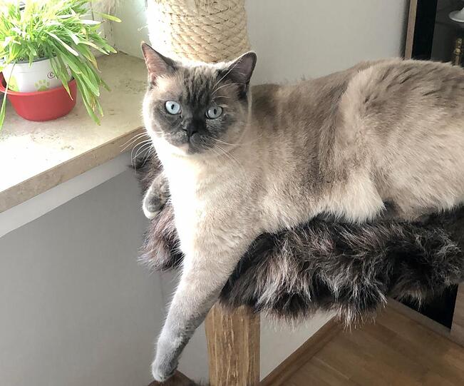 Uma