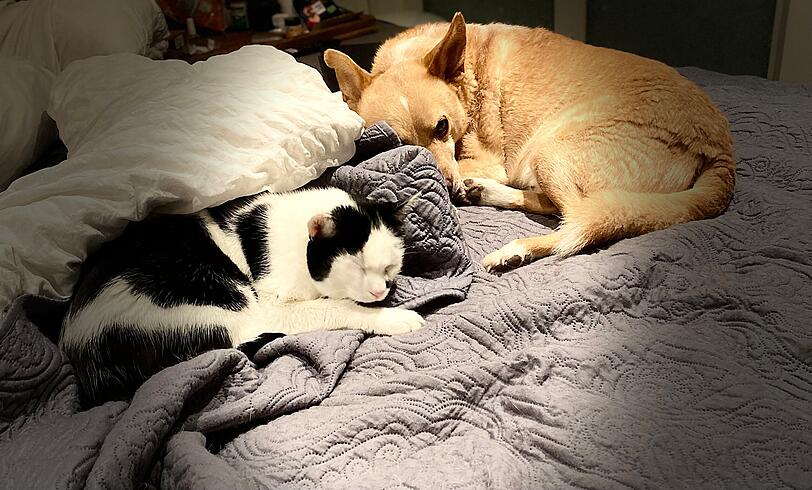 Terrier Mischling Moe und Europäische Hauskatze Mocki