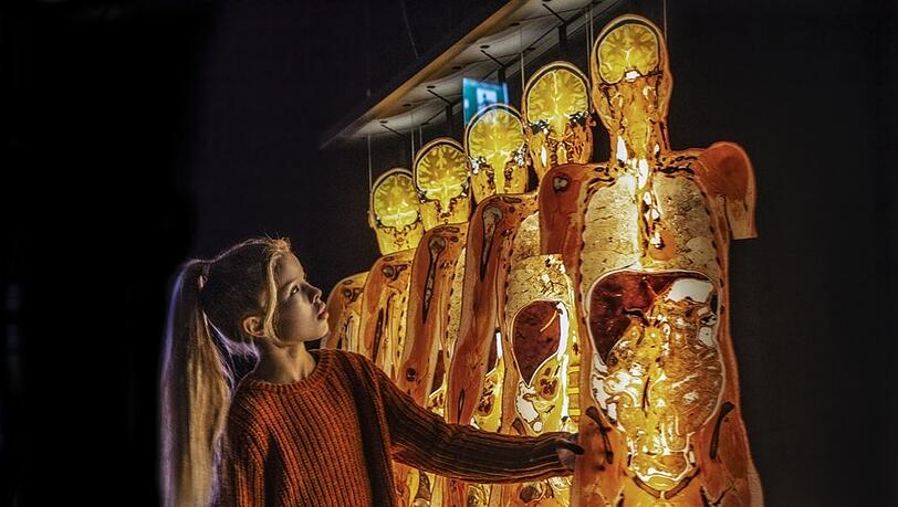 Plastinierte Querschnitte durch einen menschlichen Körper. Plastinierte Querschnitte durch einen menschlichen Körper.