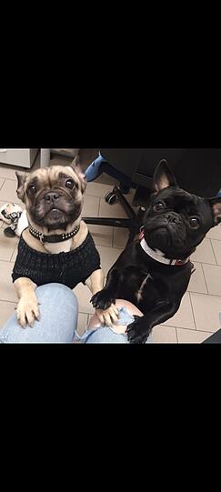 Hunde Lou und Bonny (Französische Bulldoggen)