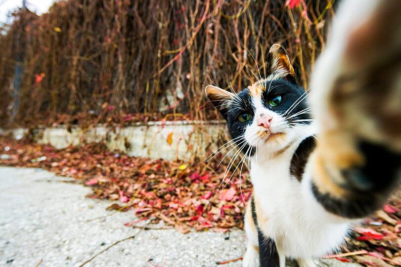 Auch Katzen machen Selfies.