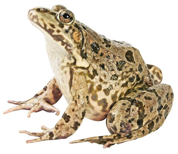 Und dieser gefleckte Geselle? Ein Seefrosch!