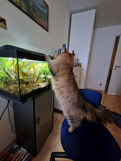 Sibirische Katze Mea, ein kleiner Schwarm Neonsalmler und das Honiggurami-Paar Yelly und Limoncino