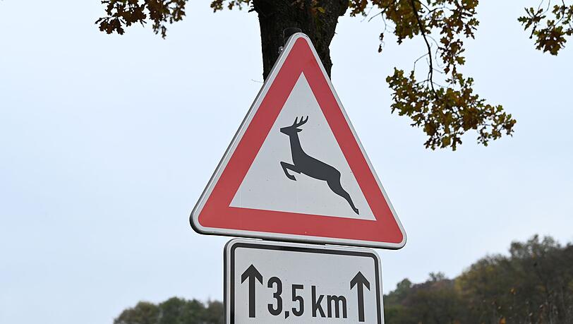Der Rollerfahrer konnte nicht mehr ausweichen, als das Tier auf die Straße lief. (Symbolbild) Der Rollerfahrer konnte nicht mehr ausweichen, als das Tier auf die Straße lief. (Symbolbild)