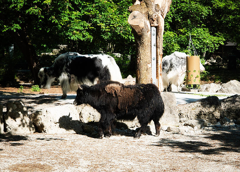 Die Yaks sind immer drau&szlig;en. Nur wenn ihr Gehege sauber gemacht wird, m&uuml;ssen die zotteligen Rinder in den Stall.