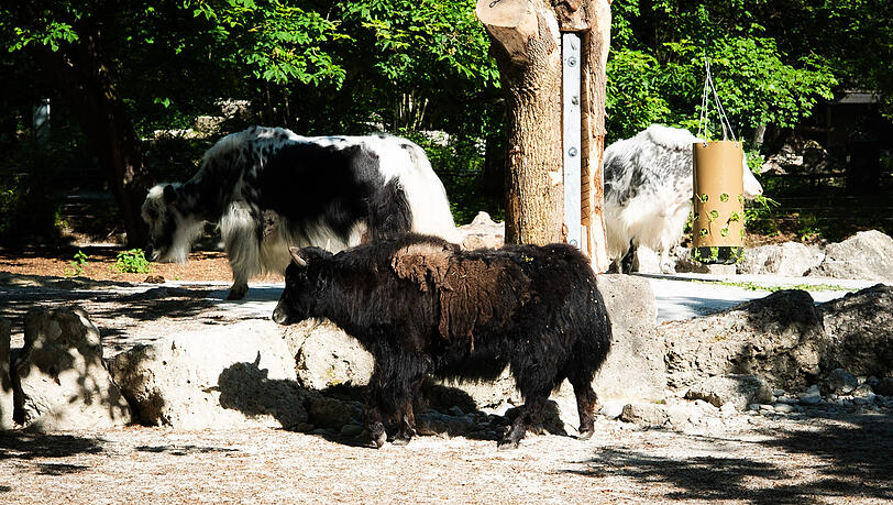 Die Yaks sind immer draußen. Nur wenn ihr Gehege sauber gemacht wird, müssen die zotteligen Rinder in den Stall. Die Yaks sind immer draußen. Nur wenn ihr Gehege sauber gemacht wird, müssen die zotteligen Rinder in den Stall.