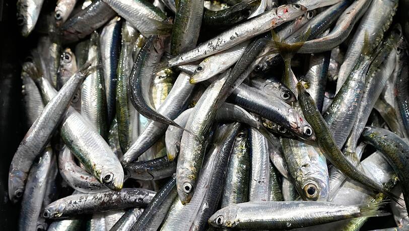 Der Großteil des europäischen Bedarfs an Sardinen wird mit Importen aus Marokko gedeckt. (Symbolbild) Der Großteil des europäischen Bedarfs an Sardinen wird mit Importen aus Marokko gedeckt. (Symbolbild)