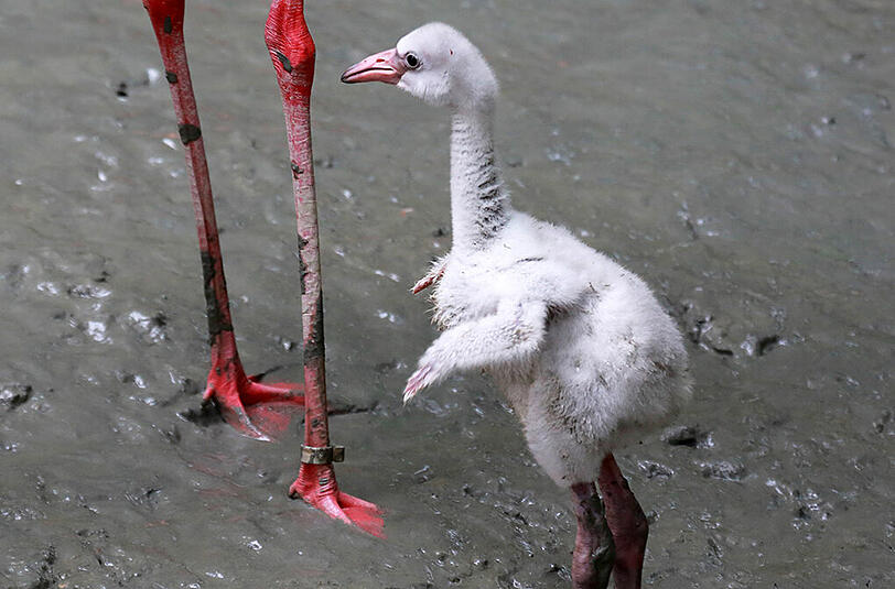 Im Tierpark Hellabrunn schlüpfen zur Zeit viele Flamingo-Babys. Wir haben die Bilder.